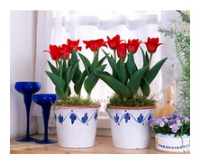 Цветы и комнатные растения в доме